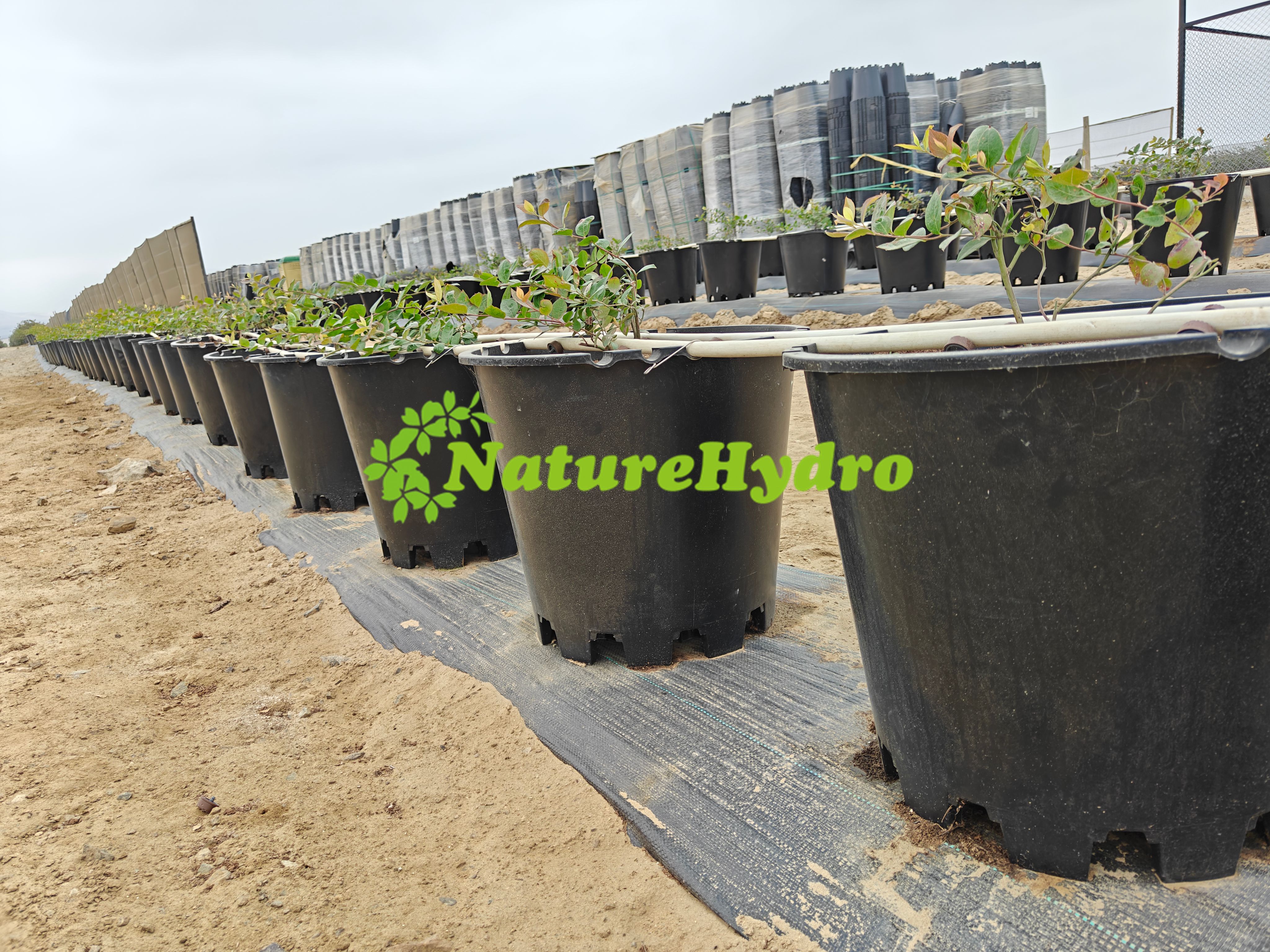 Naturehydro Macetas Plásticas para Bayas al Por Mayor - 3 Naturehydro Macetas Plásticas para Bayas al Por Mayor - 3